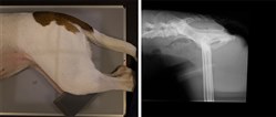 BCF Technology has launched a series of free canine X-ray positioning guides which are now available to download from www.bcftechnology.com.