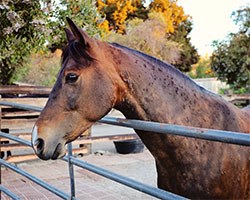 Avacta has announced the launch of Sensitest, the only UK-specific equine allergy tests that use non-invasive procedures. 
