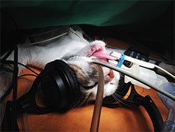 New research1 published in in the Journal of Feline Medicine and Surgery by veterinary clinicians at the University of Lisbon and a clinic in the nearby town of Barreiro in Portugal, suggests that cats may benefit from reduced anxiety, stress and perceived pain if music is played in the operating theatre.