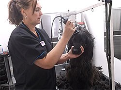 CVS has announced that it is diversifying into pet grooming, opening grooming studios in its practices across the UK.