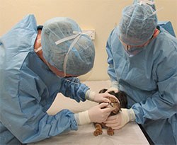 The Bella Moss Foundation (BMF) and Oncore Online Learning have announced the launch of a 2 week online training course developed to help veterinary professionals implement rigorous, tailored infection controls in practice.