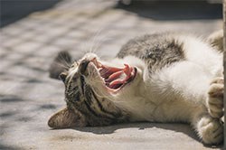 Researchers from the Waltham Centre for Pet Nutrition have published two studies which reveal, for the first time, the most common bacterial species associated with gum disease in cats.