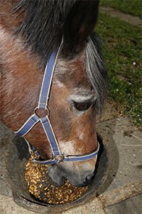 The Waltham Equine Studies Group has announced the results of two pieces of research designed to improve understanding of the best nutritional support for older horses, whether they are healthy or diagnosed with Pituitary Pars Intermedia Dysfunction (PPID or Cushing's).