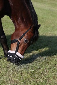 The Waltham Equine Studies Group has published new research which highlights the effectiveness of grazing muzzles as a tool to help with weight management in ponies.
