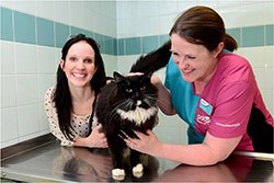 The PDSA has announced that it is offering free workshops to help veterinary professionals deliver new welfare checks, called 'PetWise MOTs'.