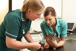 A survey published today by the veterinary recruitment agency recruit4vets has found the majority of RVNs are paid between £16K and £20K, with a further 38% on £21-25K and 12% being paid less than £15K.
