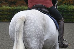 The Saddle Research Trust has announced the launch of a new paper explaining the significance of saddle fit on the health and welfare of horse and rider.