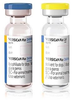 Zoetis has announced the launch of Versican Plus, a vaccine range for dogs in the UK and throughout Europe.