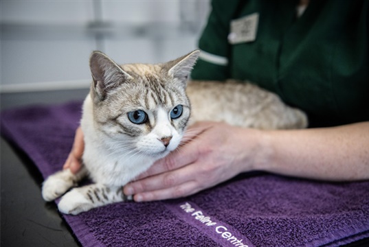 Langford Vets to host a day of feline CPD for nurses