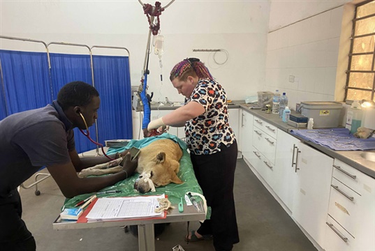 Vetpartners offers grants for nurses volunteering to help animals overseas