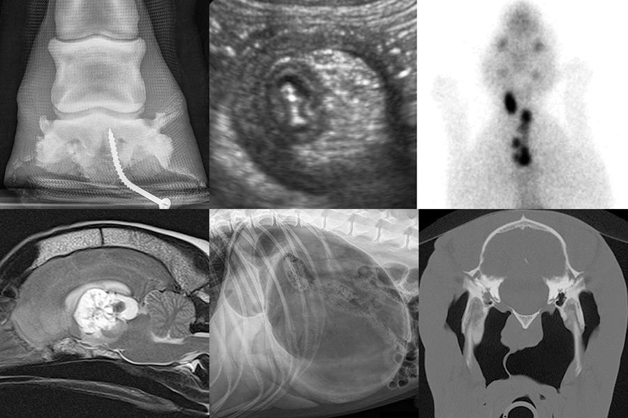 World Radiography Day 2019