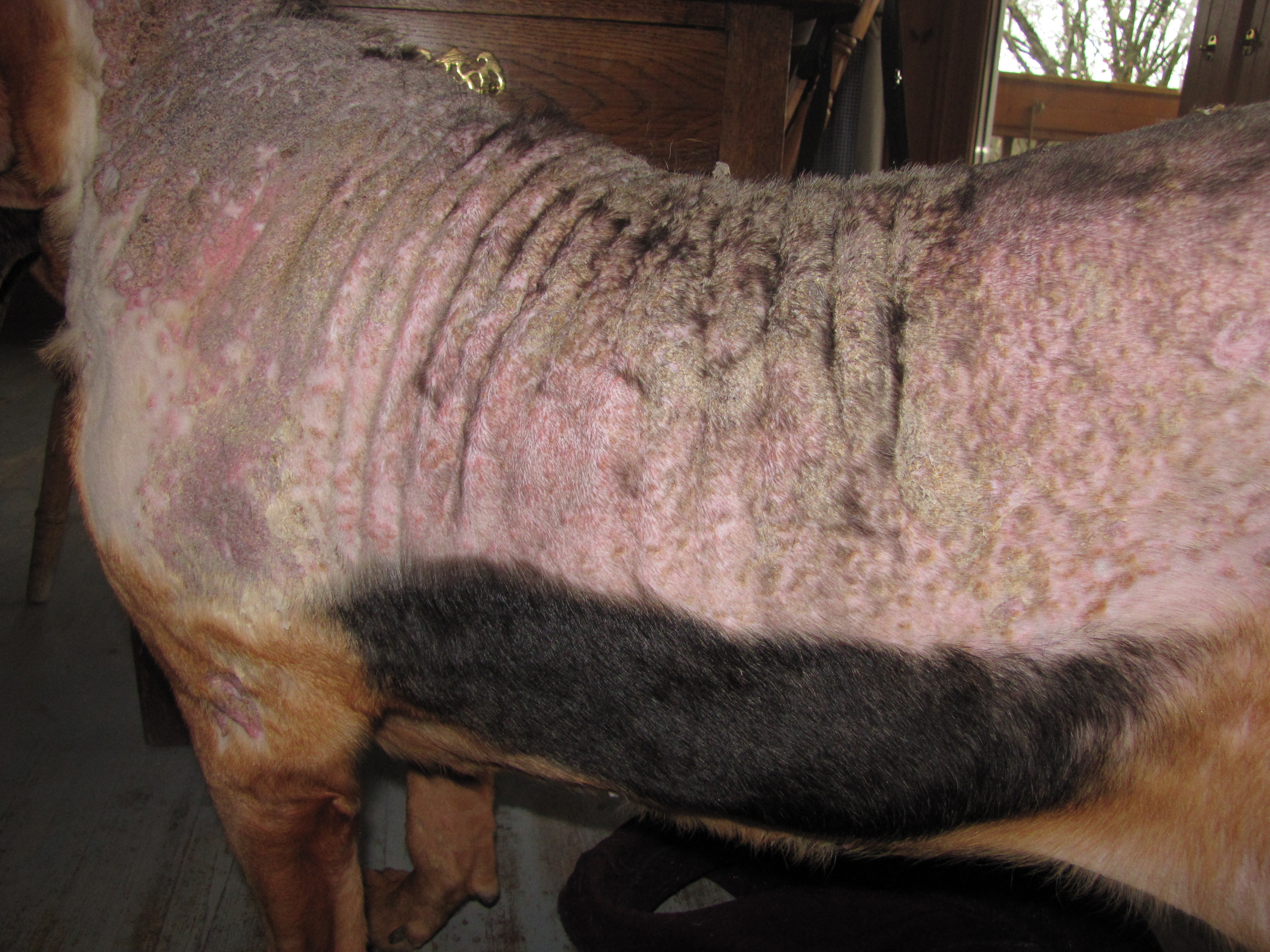 Calcinosis Cutis Case Gallery Dermatology Vet Nurse