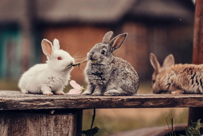 Rabbit Awareness Week will start on 27th June - VetNurse News - Vet ...