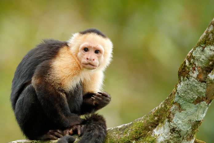 Vet nurses invited to take part in consultation on banning