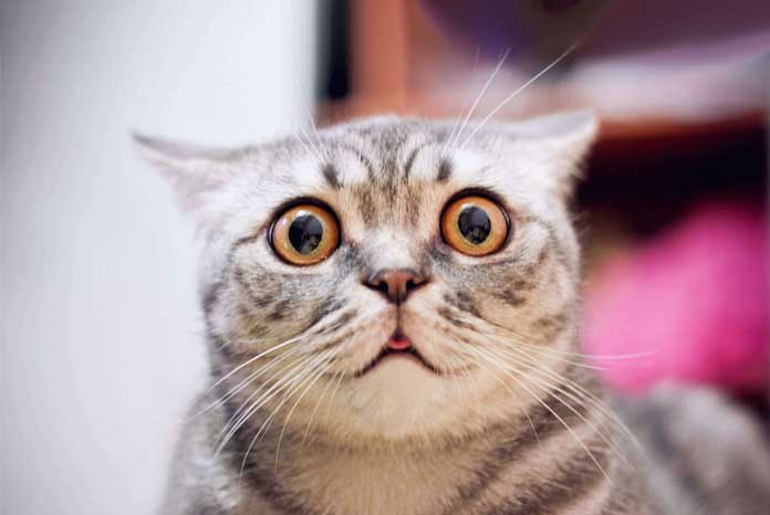 No Cause For Alarm After Coronavirus Diagnosed In A Cat In The UK No Cause For Alarm After Coronavirus Diagnosed In A Cat In The UK