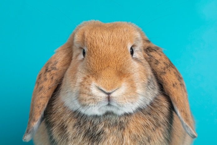 New research finds no strong link between rabbit features and dental ...