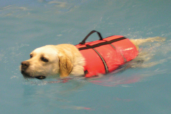 Early Hydrotherapy After Spinal Surgery May Be Dangerous For Dogs 