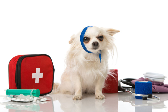 Quick Poll Was Your Last OOH Call An Emergency VetNurse News Vet 