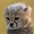 hissycat