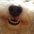 Sparky