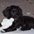 Sprocker