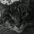 feline73