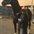 Equine Nurse