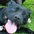 Ilovedogs