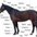 horse-mad-nicky