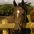 Denice Mast