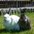 shona3289