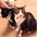 madaboutcats