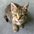 DeeleyCat