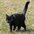 oneeyedcat