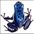 BlueDartFrog