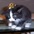 blackfluffycat