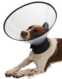 Kruuse Launches Premium Buster Collar Vetnurse News Vet Nurse Vet Nurse