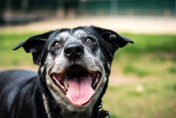 aging-dogs-like-humans-subject-to-increased-cellular-damage-and