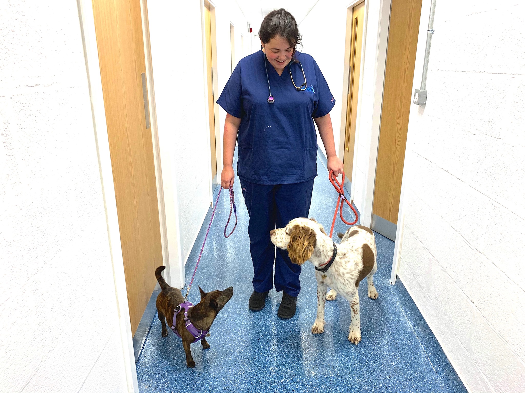 Job Registered Veterinary Nurse. Animal Trust, Ellesmere Port Jobs