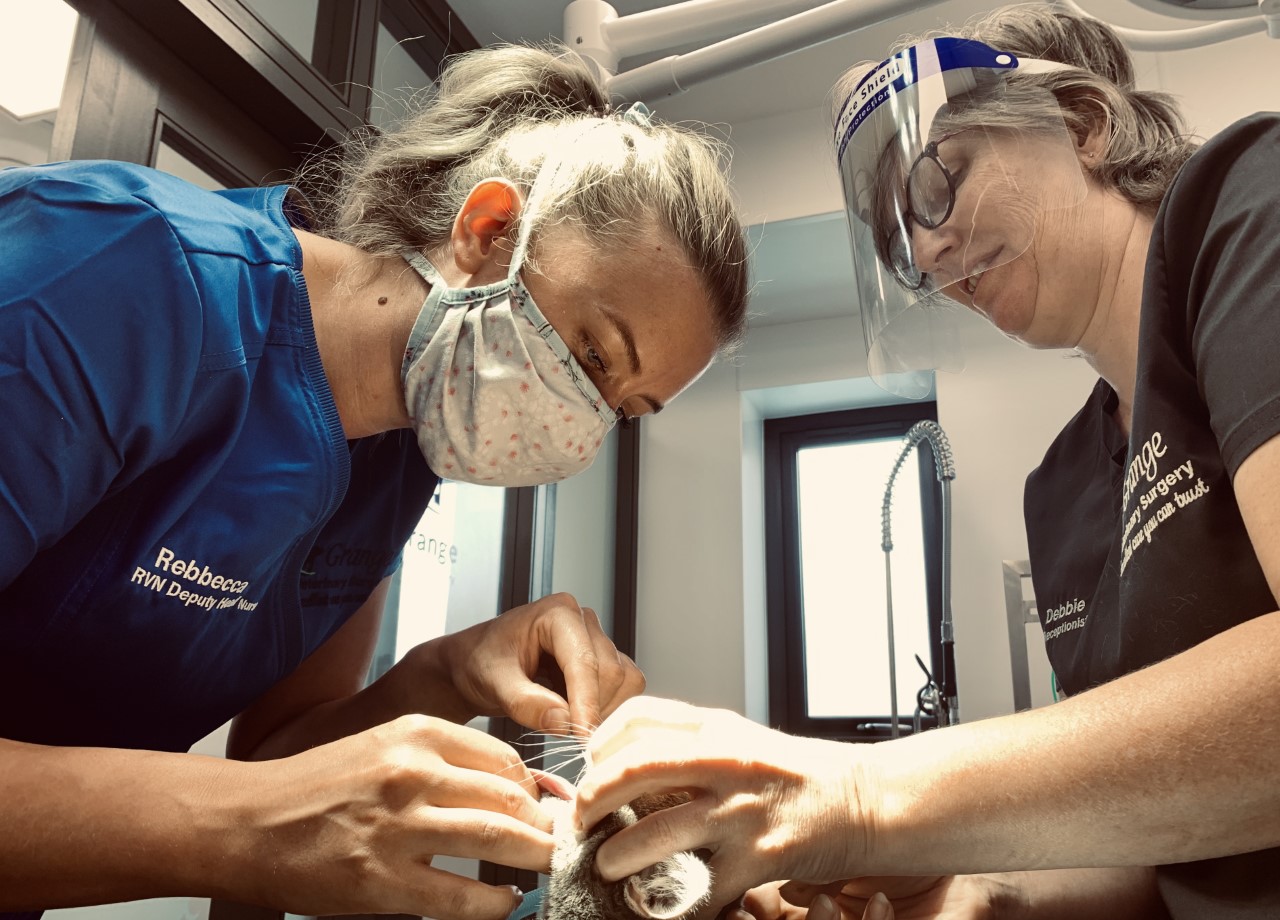 Job Registered Veterinary Nurse. Grange Veterinary Surgery, Stockton