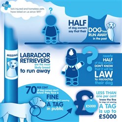 Labrador Retrievers are the breed most likely to run away, according to a survey of 2000 pet owners commissioned by the Blue Cross.