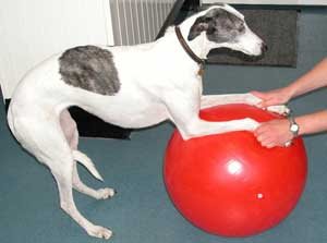 Physiovet aims to provide practical training in the field of veterinary rehabilitation. Physical therapies can often be instigated without using expensive equipment. Here an inflatable ball is being used to build muscle strength and flexibility.