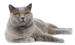 Royal Canin has announced the launch of a summer campaign to help small animal practices develop their relationships with cat owning customers.