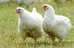 Chief Veterinary Officer Nigel Gibbens has announced that the Avian Influenza Prevention Zone that has been in place since 6th December will be extended until 28th February to help protect captive birds, after confirmation of another case of H5N8 in a backyard flock in Carmarthenshire yesterday.
