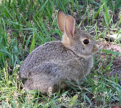 The BVA, BSAVA and BVZS have issued advice concerning a new strain of Rabbit Viral Haemorrhagic Disease identified in rabbits in the UK.