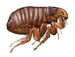 Elanco has released the results of a survey which showes that nearly half of pet owners are not aware that turning on their central heating can cause pupal fleas to hatch and go in search of a host to feed on.
