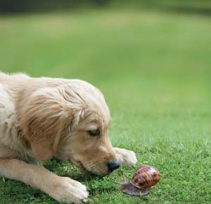 Be Lungworm Aware