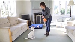 Ceva Animal Health has launched a series of puppy training films to educate dog owners on new puppy ownership, from purchasing through to training.