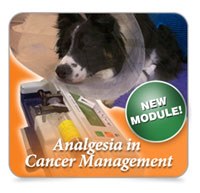 Oncore ePD has launched 'Analgesia in Cancer Management' a new, two-week online interactive training course that aims to help nurses caring for cancer  patients. 