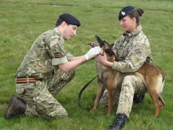 The British Army has announced a recruitment drive for veterinary nurses to help look after military working dogs both in the UK and on deployed operations. 